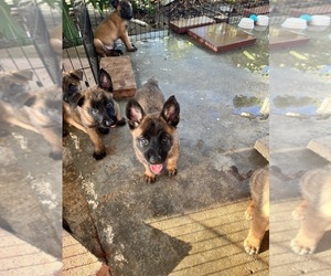 Belgian Malinois Puppy for sale in SIMI VALLEY, CA, USA