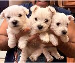 Small West Highland White Terrier