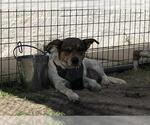 Small American Pit Bull Terrier