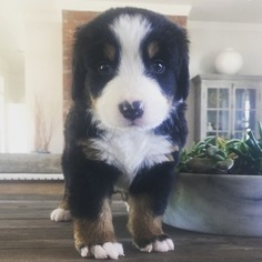 Bernese Mountain Dog Puppy for sale in ARCADIA, OK, USA