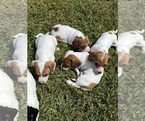 Dachshund Litter for sale in ASHLAND, NE, USA