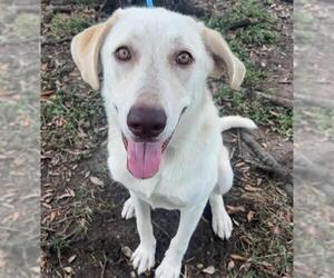 Labrador Retriever-Unknown Mix Dogs for adoption in Texas City, TX, USA