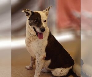Australian Cattle Dog-Unknown Mix Dogs for adoption in Cottonwood, AZ, USA