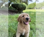 Small Photo #15 Golden Retriever Puppy For Sale in BATTLE GROUND, WA, USA