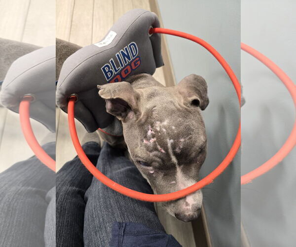 Medium Photo #4 American Pit Bull Terrier-American Staffordshire Terrier Mix Puppy For Sale in Princeton, MN, USA
