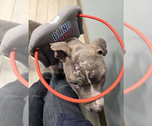 Travis - Male American Pit Bull Terrier-American Staffordshire Terrier Mix Dog for Adoption - Photo #4