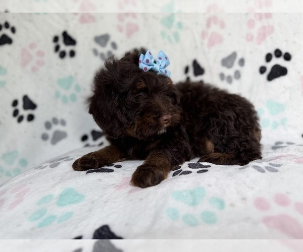 Medium Photo #8 Cock-A-Poo Puppy For Sale in LAKELAND, FL, USA