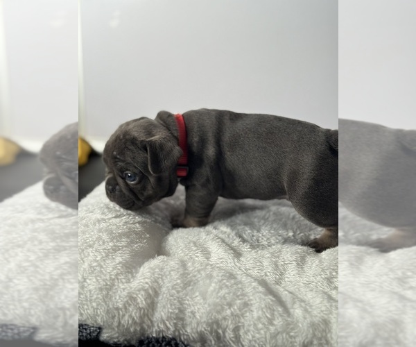 Medium Photo #5 French Bulldog Puppy For Sale in OLYMPIA, WA, USA