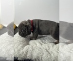 Small #3 French Bulldog