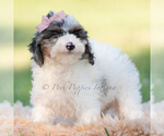 Small #1 Goldendoodle (Miniature)