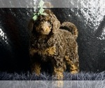 Puppy Mr sweet F1B Cavapoo
