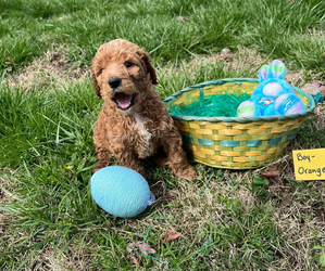 Labradoodle Puppy for sale in HOLTON, IN, USA