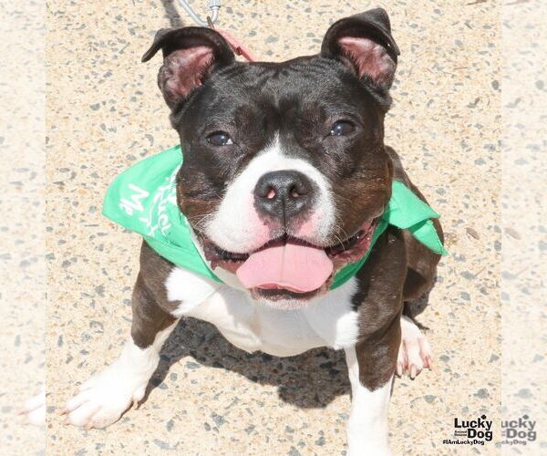 Medium Photo #5 Mutt Puppy For Sale in Washington, DC, USA