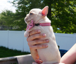 Small Photo #6 French Bulldog Puppy For Sale in HOBART, IN, USA