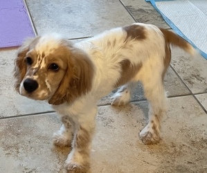 Cocker Spaniel Dog for Adoption in HUMBLE, Texas USA
