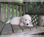 Small Photo #35 English Cream Golden Retriever Puppy For Sale in MILLVILLE, MA, USA