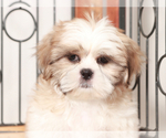 Small #1 Shih Tzu