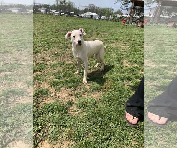 Medium Photo #1 American Pit Bull Terrier Puppy For Sale in Fairfield, IL, USA