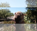 Small #7 American Bully