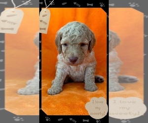 Double Doodle Puppy for Sale in EHRHARDT, South Carolina USA