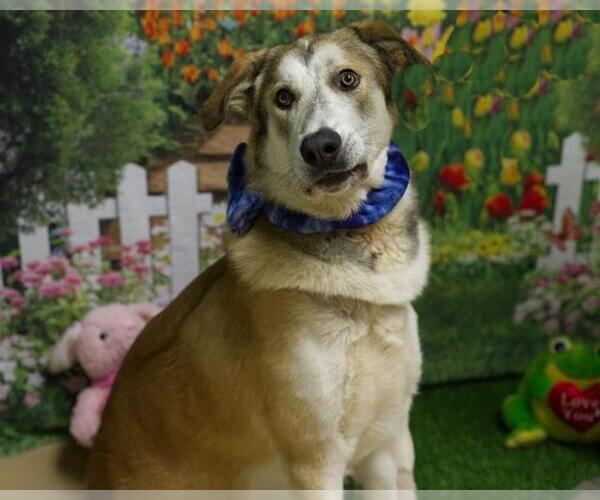 Medium Photo #1 Anatolian Shepherd Puppy For Sale in Placerville, CA, USA