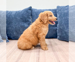 Small #3 Goldendoodle (Miniature)