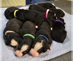 Bernese Mountain Dog Puppy for sale in KALONA, IA, USA