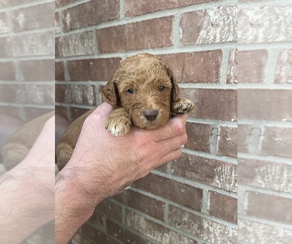 Medium Photo #9 Goldendoodle Puppy For Sale in JENKS, OK, USA