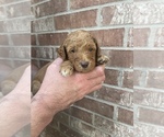 Small Photo #9 Goldendoodle Puppy For Sale in JENKS, OK, USA