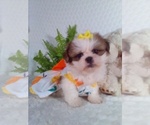 Small #1 Shih Tzu