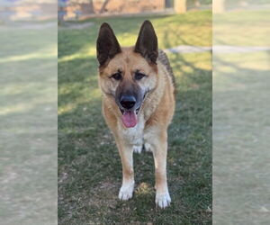 German Shepherd Dog Dogs for adoption in Riverside, CA, USA