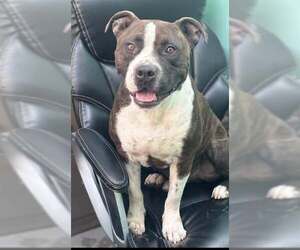 American Pit Bull Terrier-Staffordshire Bull Terrier Mix Dogs for adoption in Oakhurst, NJ, USA