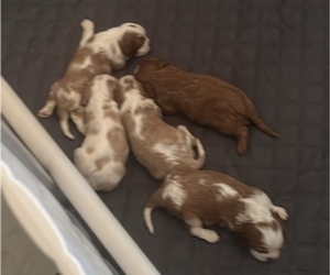 Cavalier King Charles Spaniel Puppy for sale in HARTFORD, WI, USA