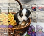 Small Photo #4 Miniature Australian Shepherd Puppy For Sale in WILLIS, VA, USA