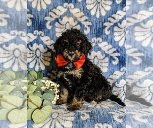 Miniature Bernedoodle Puppy for sale in OXFORD, PA, USA
