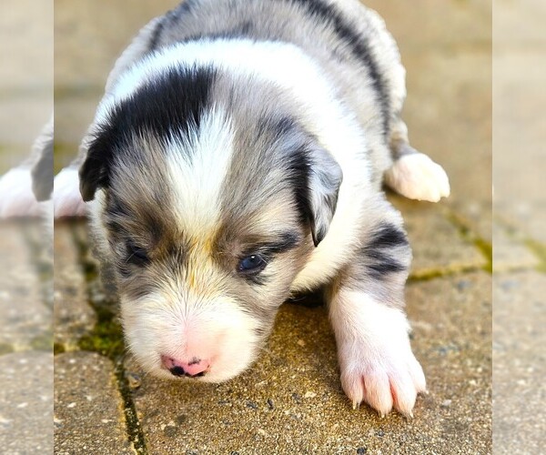 Medium Photo #4 Australian Shepherd Puppy For Sale in NELSON, VA, USA