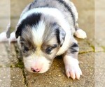 Small #3 Australian Shepherd