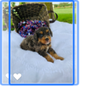 Puppy 2 Aussie-Poo