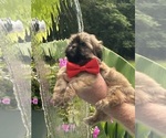 Small Shih Tzu