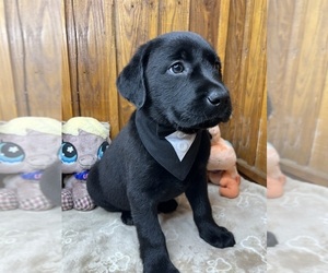 Labrador Retriever Puppy for sale in NEOLA, WV, USA