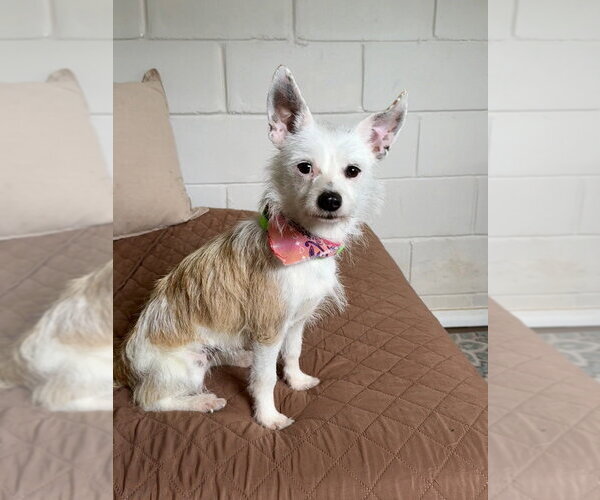Medium Photo #1 Mutt Puppy For Sale in San Leon, TX, USA