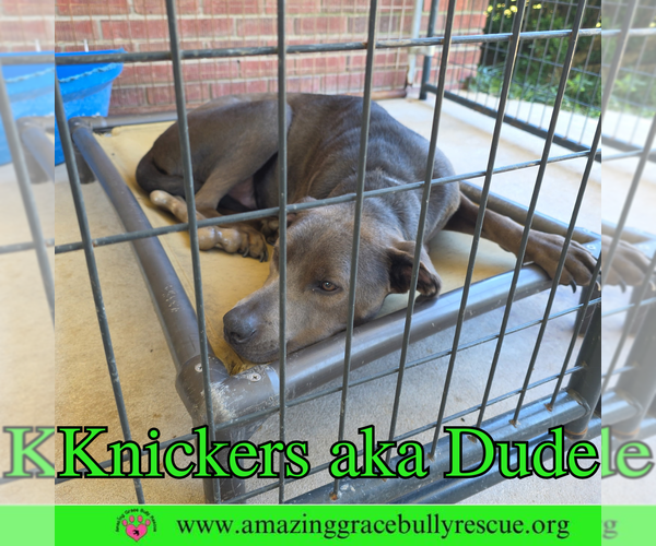 Medium Photo #9 Labrador Retriever-Unknown Mix Puppy For Sale in Pensacola, FL, USA