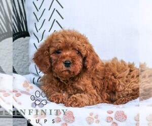 Cavapoo (Miniature) Puppy for sale in ELIZABETHTOWN, PA, USA