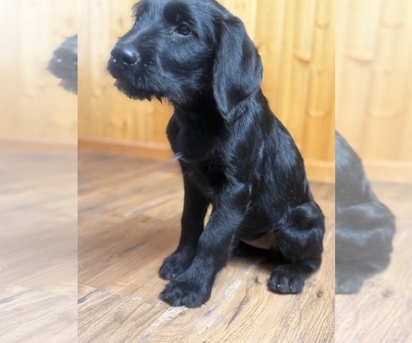 Medium Photo #8 Goldador Doodle Puppy For Sale in ESTES PARK, CO, USA