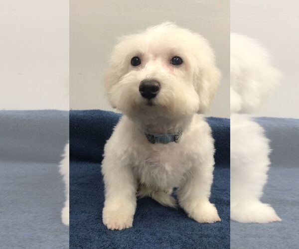 Medium Photo #5 Bichon Frise Puppy For Sale in Lincolnwood, IL, USA