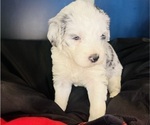 Small #19 Sheepadoodle