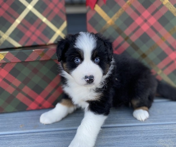 Medium Photo #1 Australian Shepherd Puppy For Sale in VERMONTVILLE, MI, USA