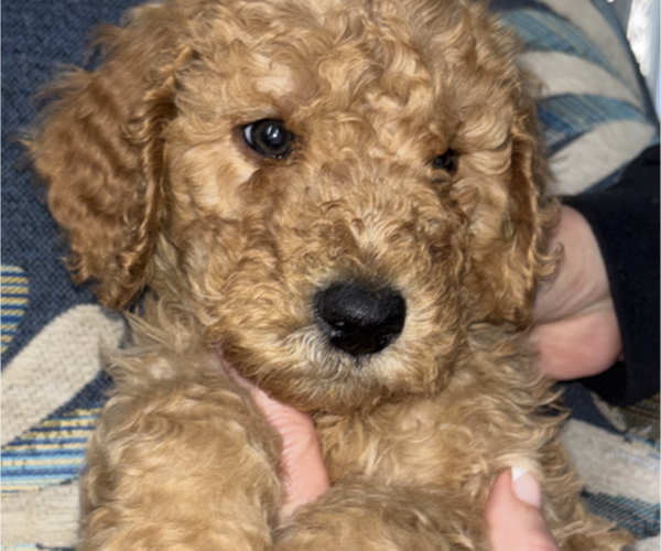 Medium Photo #1 Poodle (Standard) Puppy For Sale in DEXTER, MO, USA