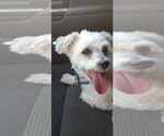 Small #1 Maltese Mix