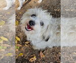 Small Maltese Mix